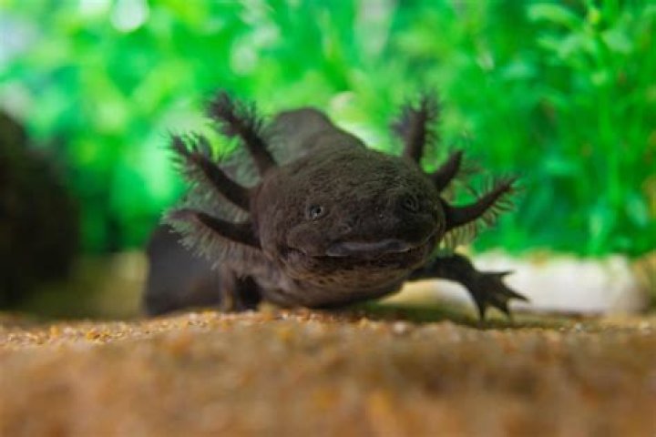 Discovering The Fascinating World Of Axolotl Varieties