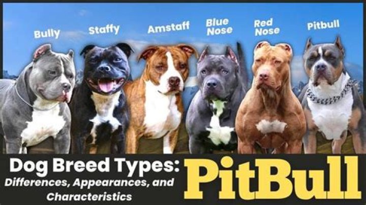 Pitbull Ethnicity: Understanding The Origins And Diversity