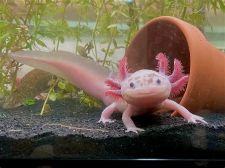 The Axolotl Enigma: Unraveling The Mysteries Of Nature's Most Fascinating Creature
