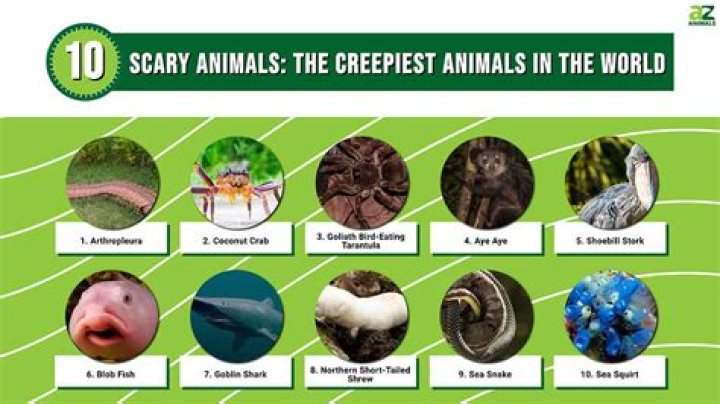 The Most Terrifying Creatures: The Scariest Animals In The World